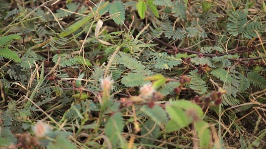 Mimosa plants in Orang National Park. The plant is believed to be responsible for a decline in the park’s wet alluvial grassland. Photo by Bikash Kumar Bhattacharya.
