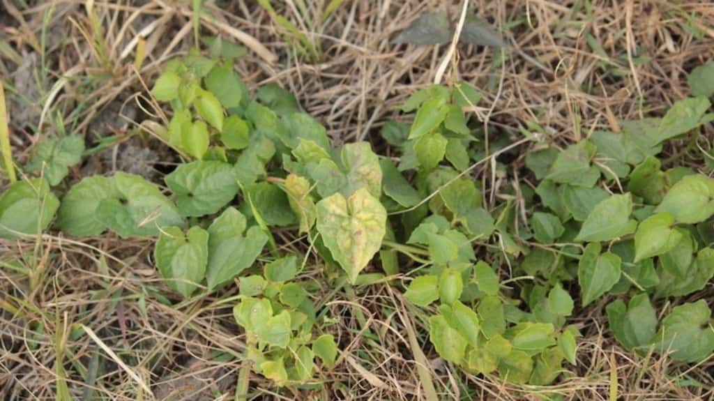 Mikania plants in Orang National Park. Mikania has also been identified as a threat in Nepal’s Chitwan National Park, home to the world’s second largest population of greater one-horned rhinos. Photo by Bikash Kumar Bhattacharya.