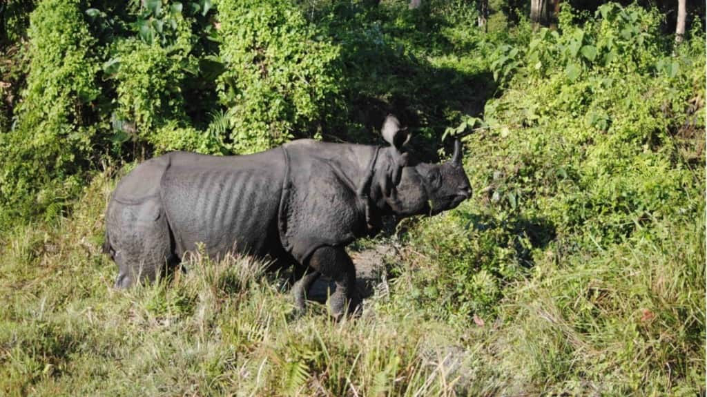 A greater one-horned rhinoceros in West Bengal state’s Jaldapara National Park. Invasive species including Mikania are also found in that state’s rhino reserves. Photo by Udayan Dasgupta.