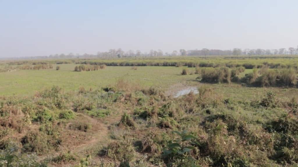 Degraded forest patches such as this one in Orang National Park, are particularly prone to phytoinvasion. Photo by Bikash Kumar Bhattacharya.