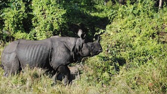 Assam’s rhino habitats are being overtaken by invasive plant species; will timely solutions be found?