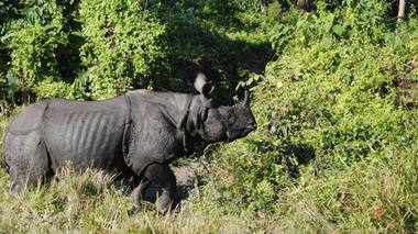 Assam’s rhino habitats are being overtaken by invasive plant species; will timely solutions be found?