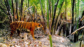 Tiger habitats in the Sundarbans are imperiled by climate change; govt intervention is urgently required