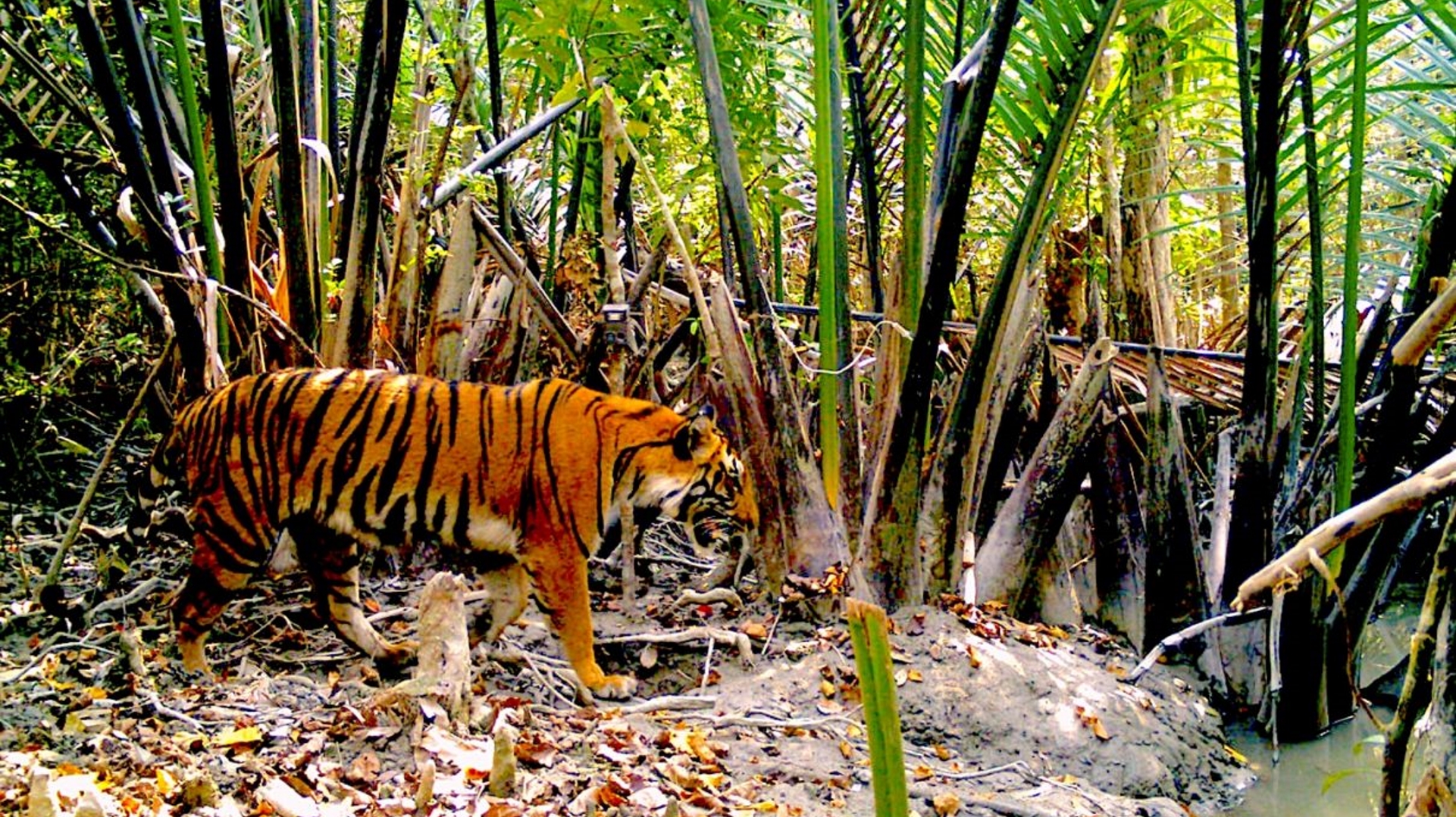 Tiger habitats in the Sundarbans are imperiled by climate change; govt intervention is urgently required Tiger habitats in the Sundarbans are imperiled by climate change; govt intervention is urgently required