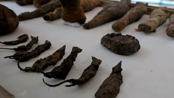 Dozens of mummified mice found in ancient Egyptian tomb dating back 2,000 years