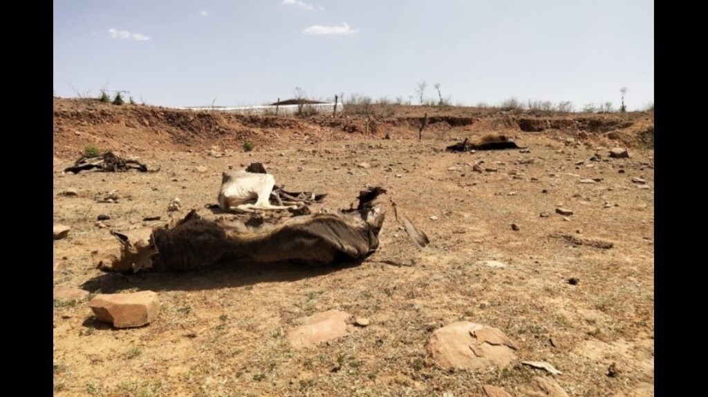 Cattle carcasses at Mastapur, Tikamgarh. Photo by Kanchan Srivastava