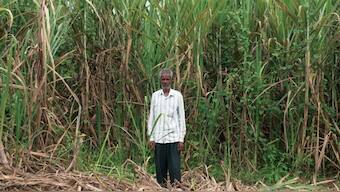 Cauvery, a river under stress: The plight of Mandya's farmers — and of TN's fluorosis belt residents