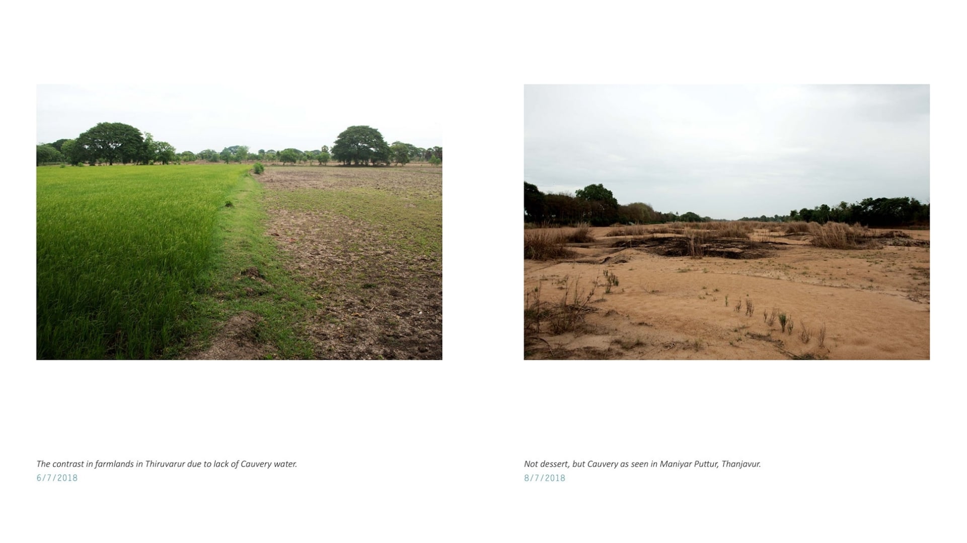 Cauvery, a river under stress: In the rice bowl of Tamil Nadu, little