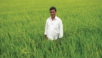 Cauvery, a river under stress: In the rice bowl of Tamil Nadu, little water to spare