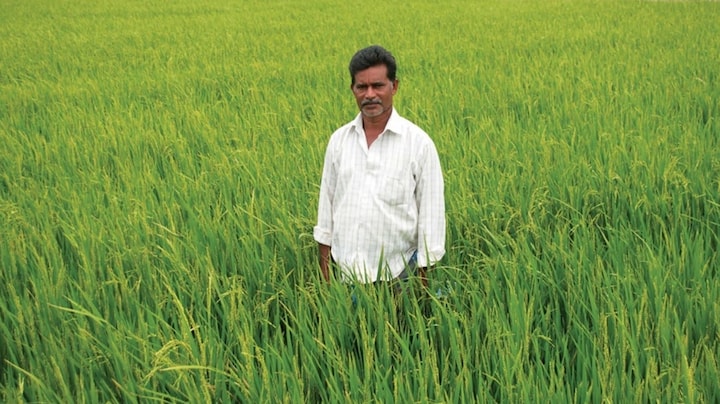 Cauvery, a river under stress: In the rice bowl of Tamil Nadu, little water to spare