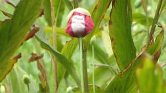 Opium cultivation in Arunachal Pradesh: Tracing impact of tradition and trafficking