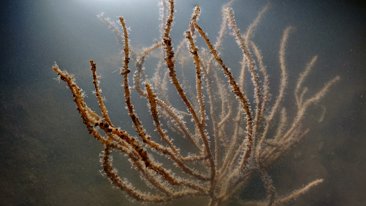 Mumbai coastal road project: Photographers document marine life, fishermen who stand to lose