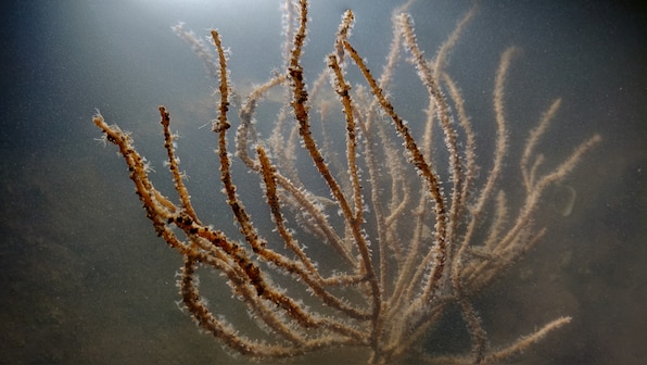 Mumbai coastal road project: Photographers document marine life, fishermen who stand to lose