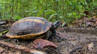 World Turtle Day: Two wildlife biologists are encouraging people to document species in India