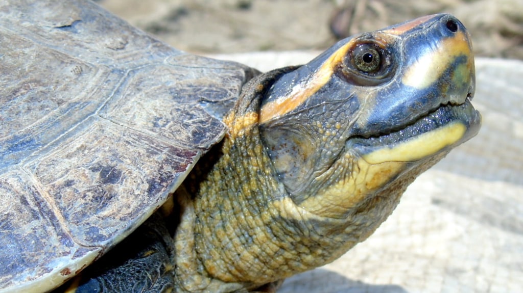 World Turtle Day: Two wildlife biologists are encouraging people to ...