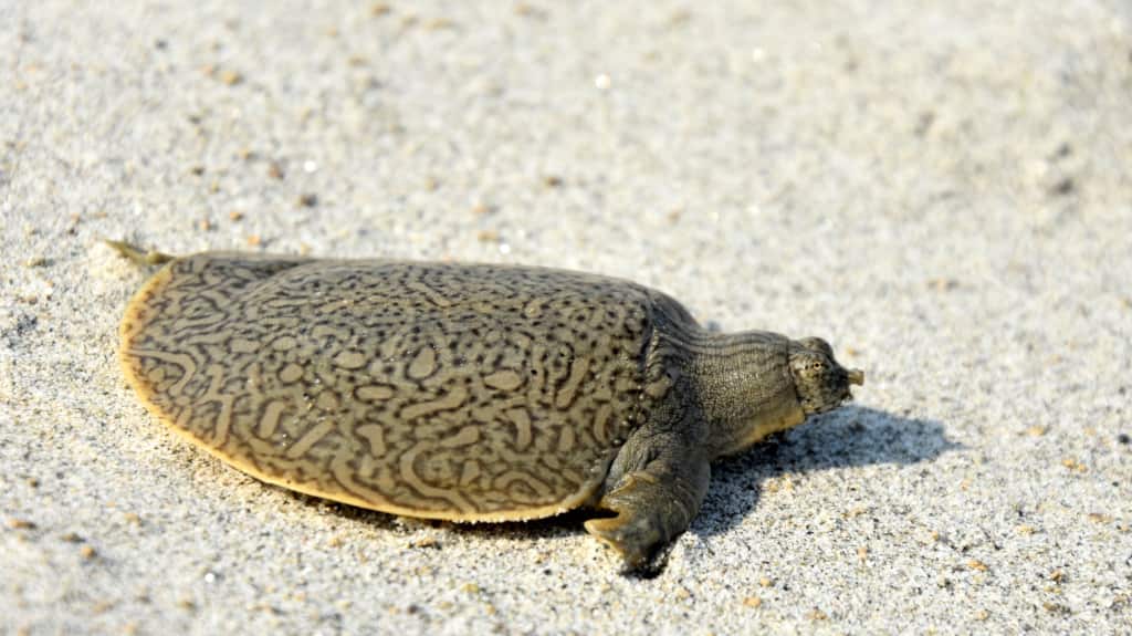 Hatchling of Indian Narrow-headed Softshell Turtle (Chitra indica)