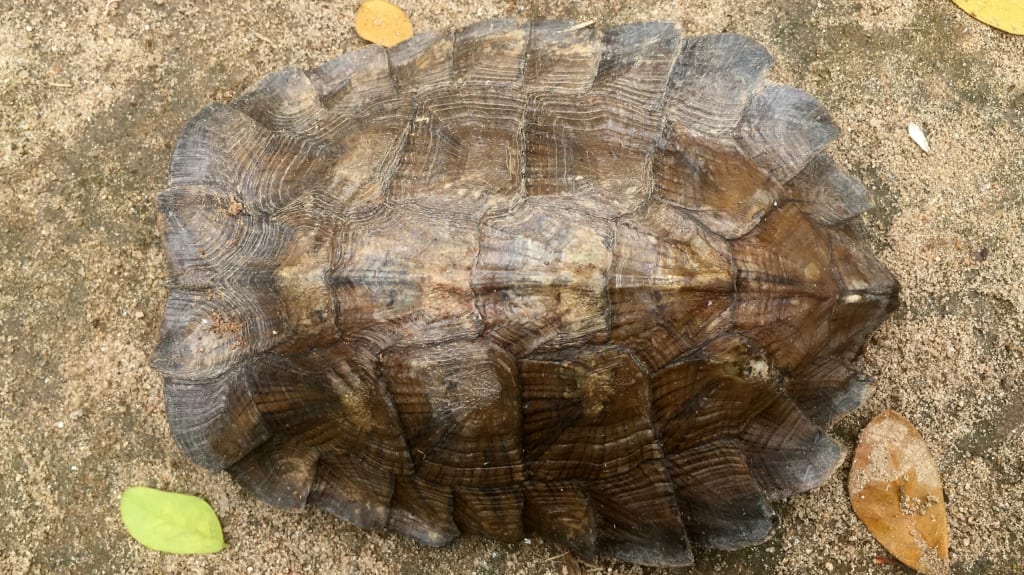 Assam Leaf Turtle (Cyclemys gemeli)