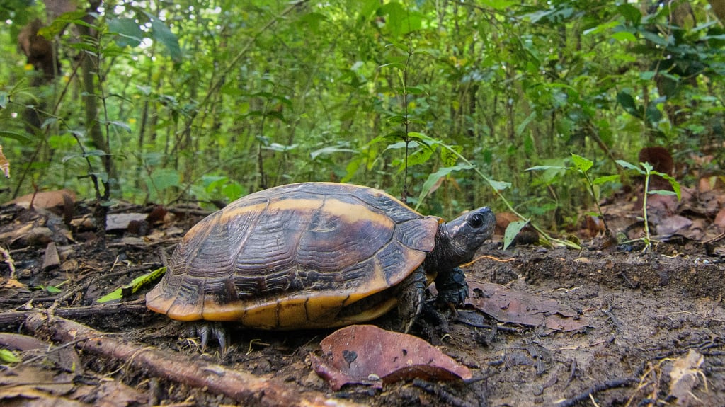 Tricarinate Hill Turtle (Melanochelys tricarinata). Photograph by Nilanjan Chatterjee
