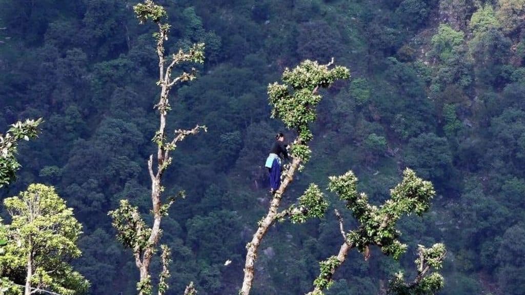 A girl climbing Quercus lanuginosa tree to cut fodder in Askot Wildlife Sanctuary. Photo by A. J. T. Johnsingh, WWF-India and NCF/ Wikimedia Commons.