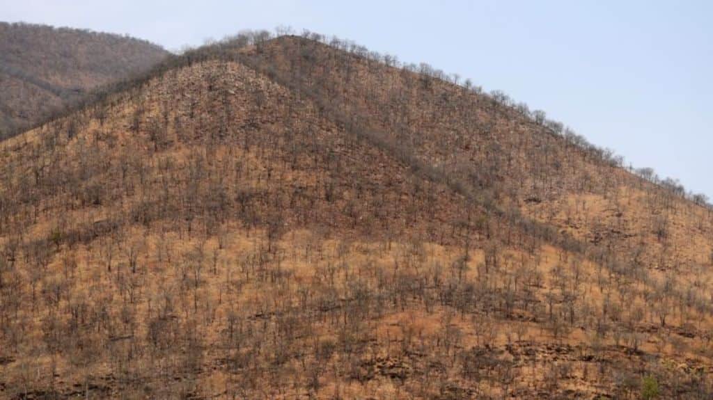 Forests in drier regions such as this one from the Sri Lankamalleswara Wildlife Sanctuary in Andhra Pradesh are most vulnerable to climate change. Photo by P Jeganathan/Wikimedia Commons.