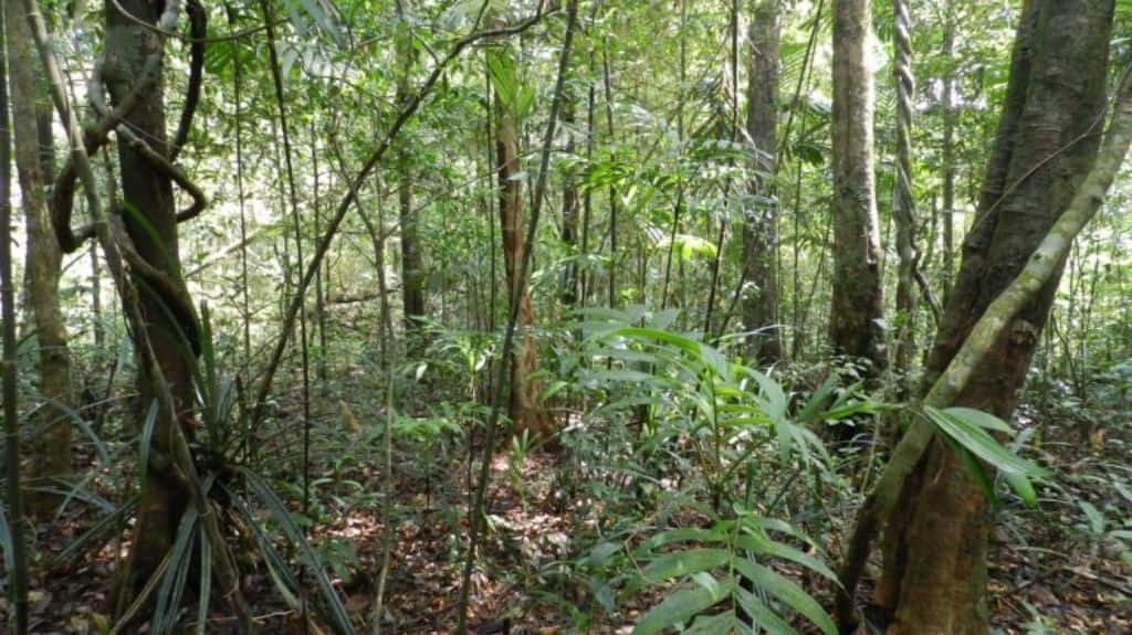 This tropical lowland rainforest from Agumbe in the Karnataka Western Ghats can withstand large changes in rainfall patterns. Photo by Anand Osuri/ Wikimedia Commons.