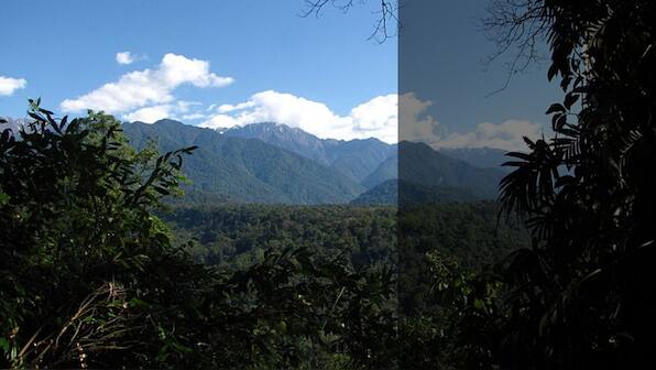 Climate change: Indian forests resilient to large shifts in rainfall, new study suggests