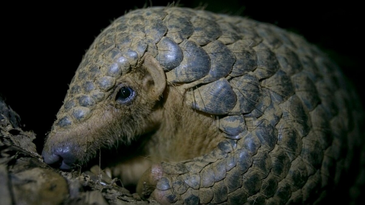 Pakistan's pangolins imperiled as illegal wildlife trade with China flourishes