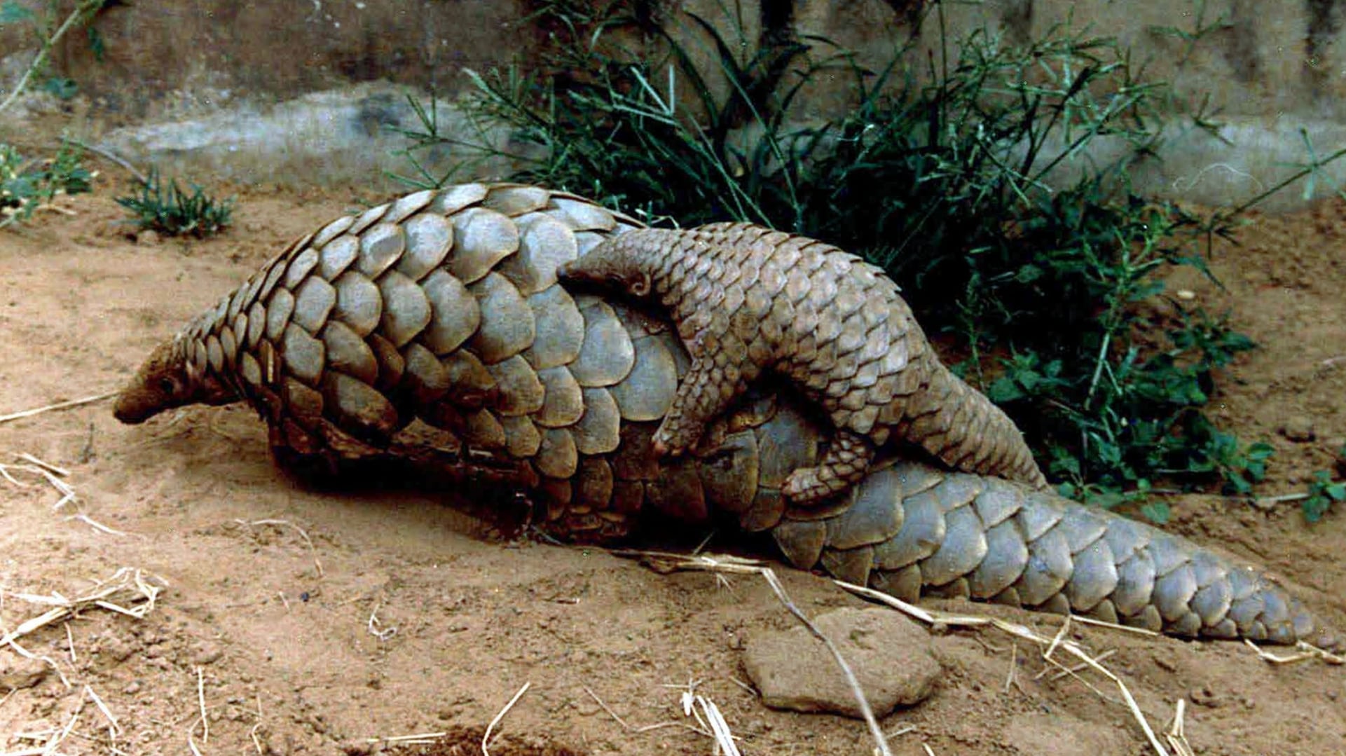 Pakistan's pangolins imperiled as illegal wildlife trade with China flourishes - Firstpost