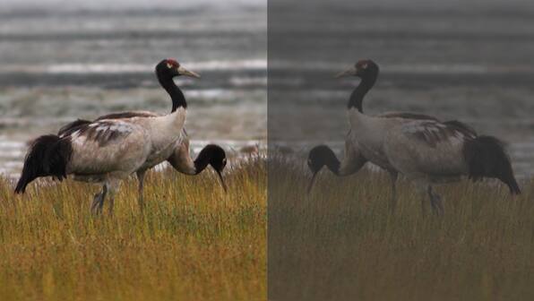 In Bhutan, widespread plastic use further threatens vulnerable black-necked cranes