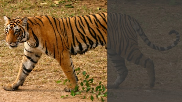 Rajaji National Park: In Uttarakhand, a tiger reserve is divided by infrastructure projects