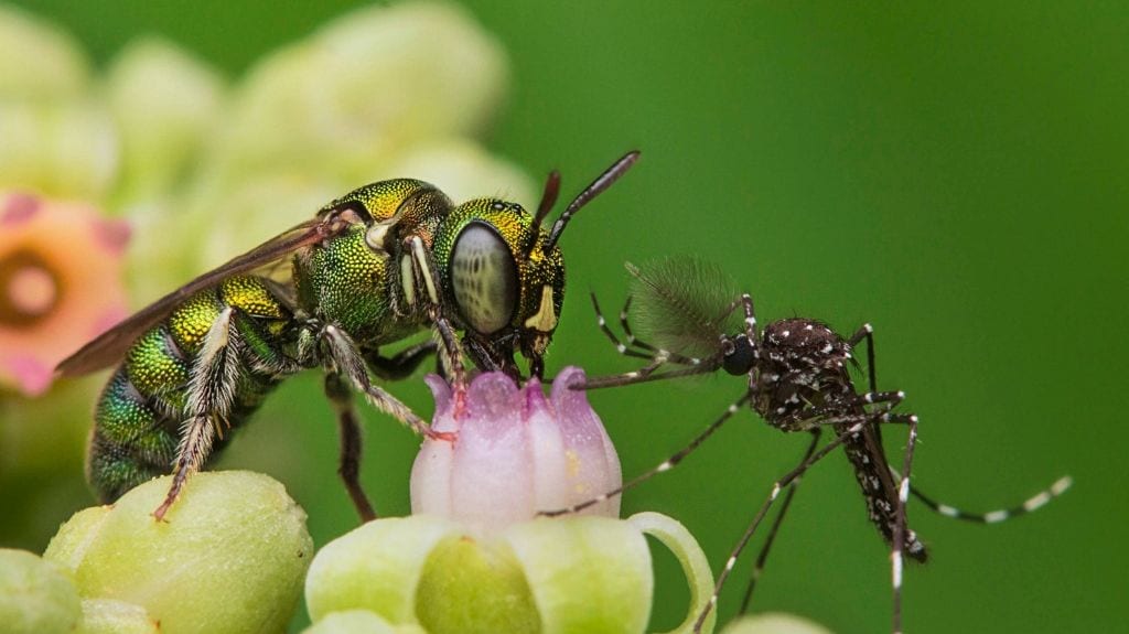 A small carpenter bee (Ceratina sp.) shares a perch with a mosquito. Photo by Rajesh Sanap.