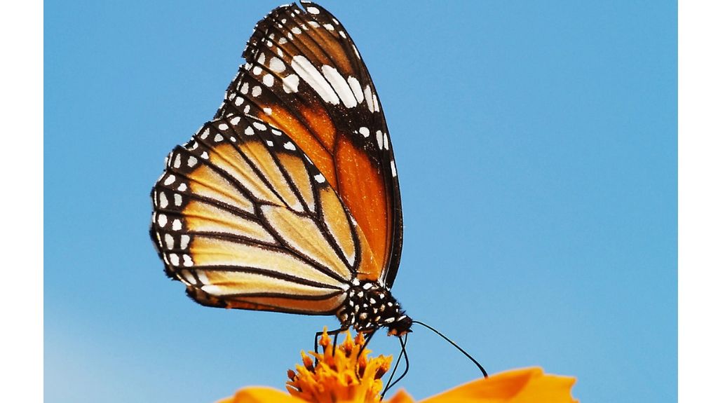 A Striped tiger butterfly (Danaus genutia) perched on a flower. Photo by Ullasa Kodandaramaiah.