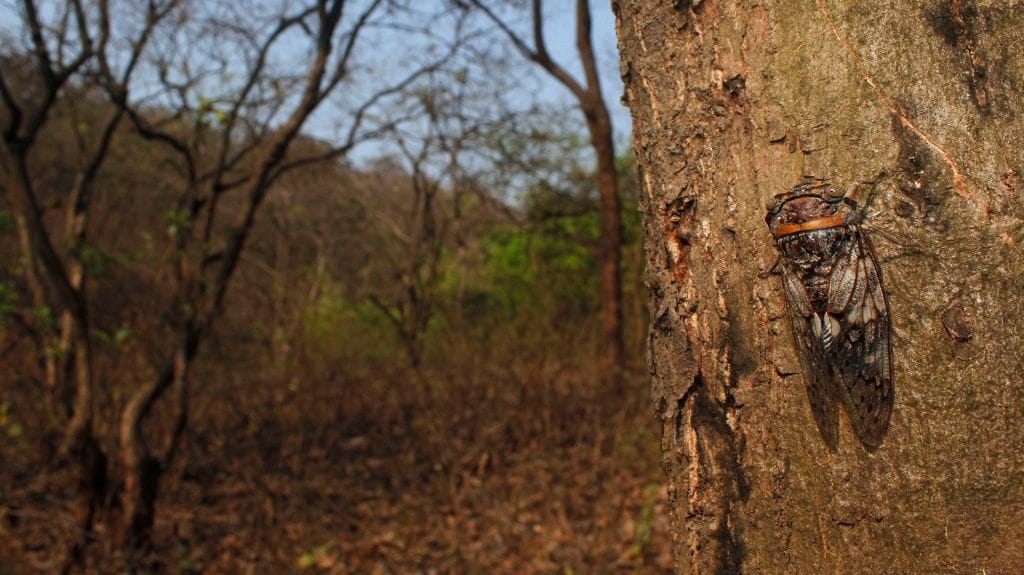 A cicada (Platypleura sp.), known for its loud chorus calls, blends in its habitat. Photo by Rajesh Sanap.