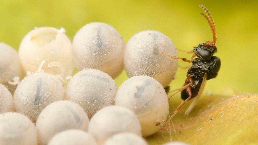 An adult parasitoid wasp that emerged from its host insect’s egg. Photo by Rajesh Sanap.