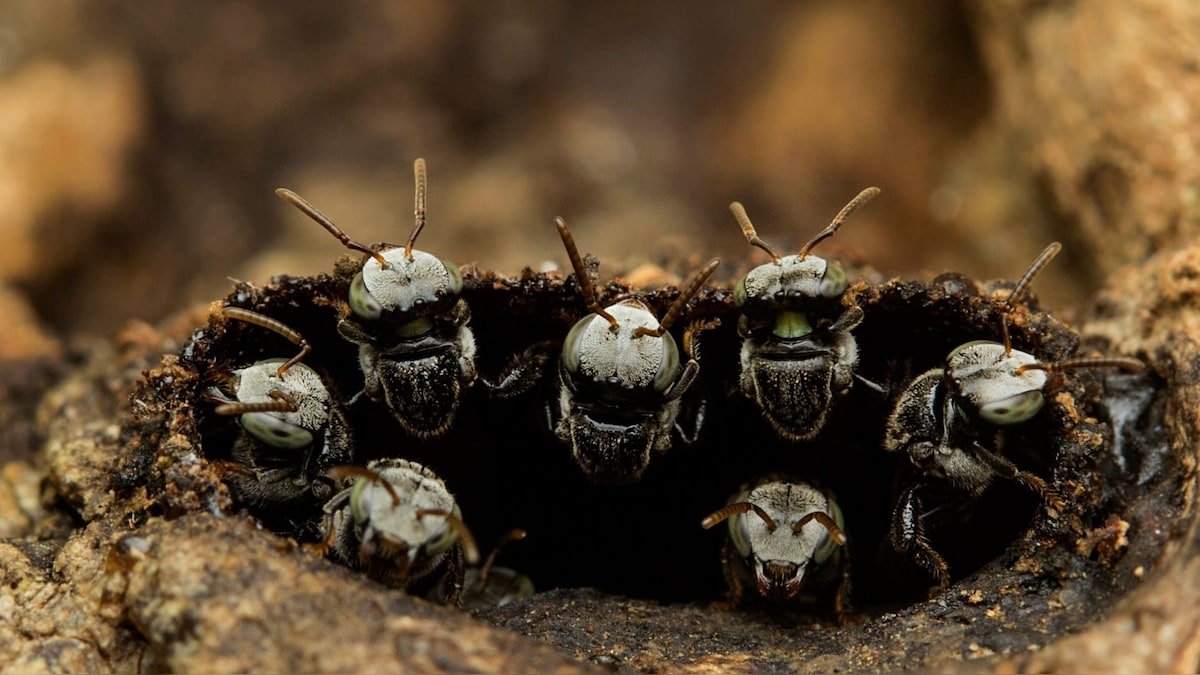 Insects disappearing in India as urbanisation and pollution wreak havoc