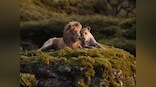 The Lion King box office collection: Jon Favreau's Disney live-action remake amasses Rs 69.67 cr in five days