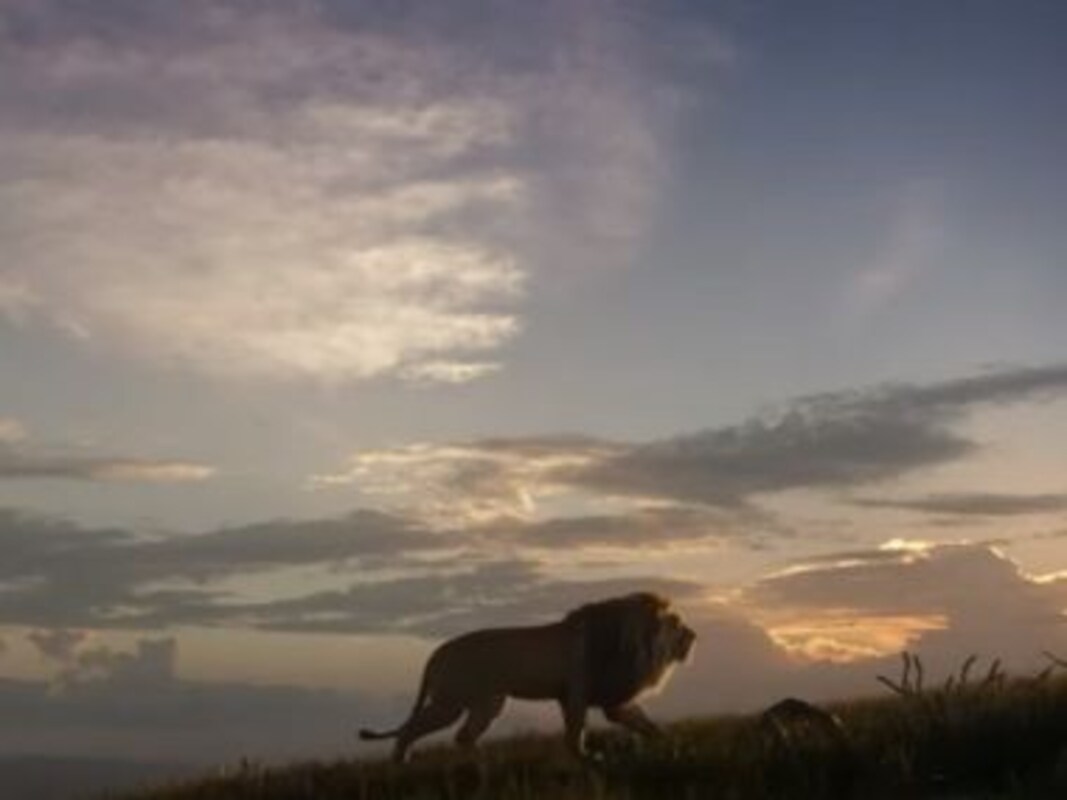 The Lion King Hindi Trailer Shah Rukh Khan S Son Aryan Suits