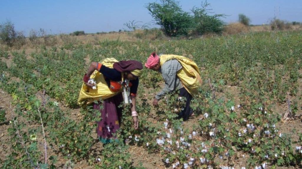 Hand picking of Wagad cotton in the farm. Photo courtesy Khamir.