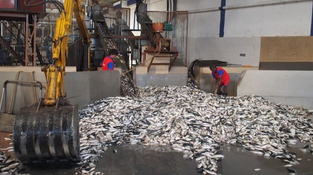 Sardines and by-catch are sent to fishmeal plants, like this one in the southern Indian state of Karnataka.