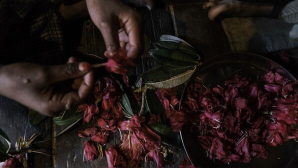 Rhododendron nectar could be miracle that stems Uttarakhand's migration crisis