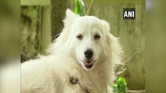 Pet dog abandoned by owner in Kerala's Thiruvananthapuram for having 'illicit relationship' with dog next door