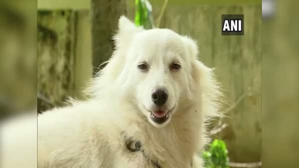 Pet dog abandoned by owner in Kerala's Thiruvananthapuram for having 'illicit relationship' with dog next door