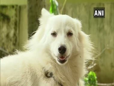 Pet dog abandoned by owner in Kerala's Thiruvananthapuram for having 'illicit relationship' with dog next door