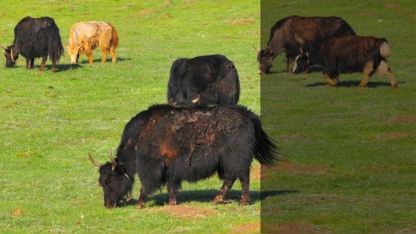 Tibetan grasslands could be saved by return to traditional grazing, replacing old policies