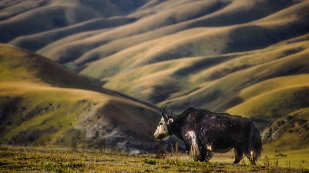 Yak on the Tibetan plateau. Photo credit: Novarc/Alamy.