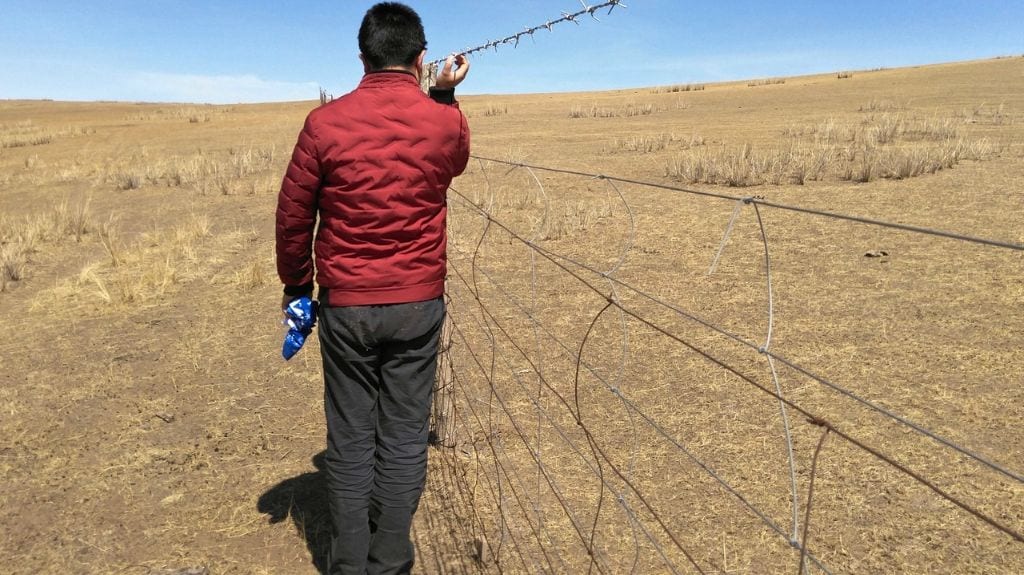 Grasslands divided by 1.5 metre-high fences – too high for wild animals. Photo credit: Shao Wenjie.