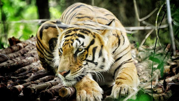 International Tiger Day 2019: For India, talking tiger conservation is more crucial now than ever