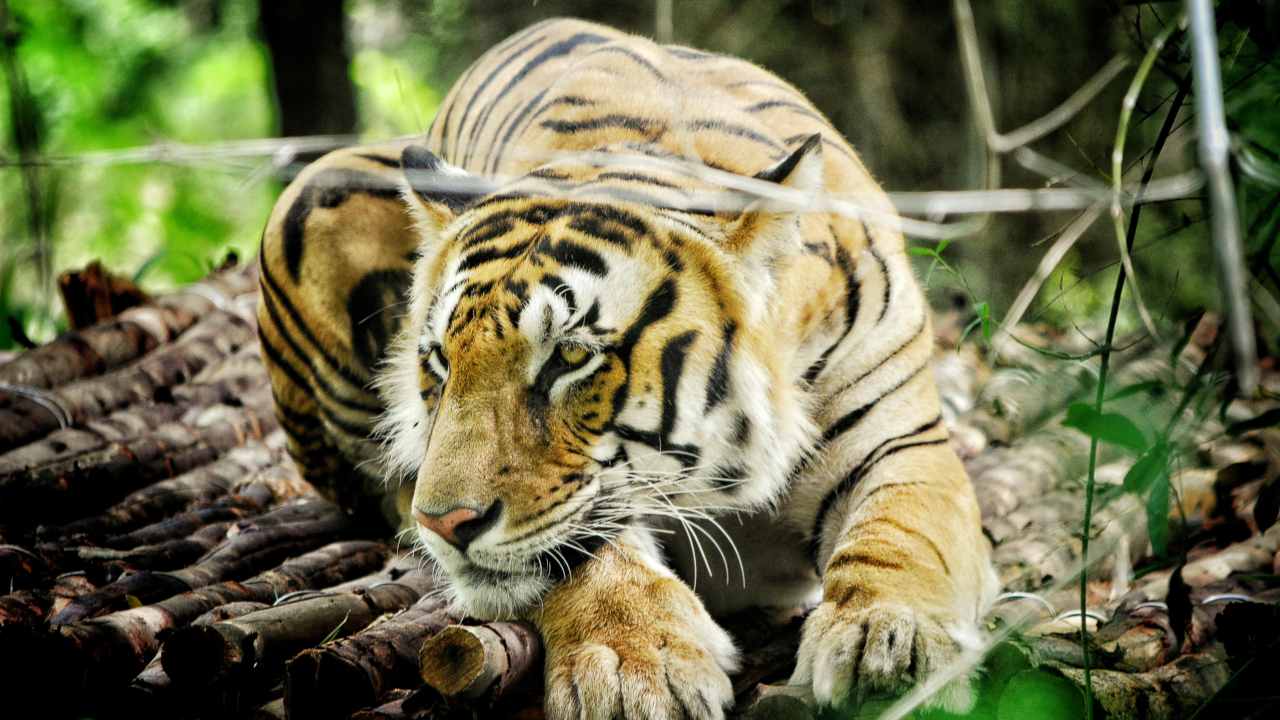 International Tiger Day 2019: For India, talking tiger conservation is more crucial now than ever International Tiger Day 2019: For India, talking tiger conservation is more crucial now than ever