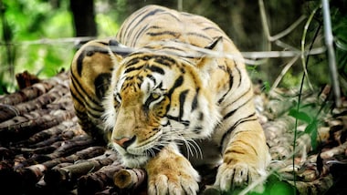 International Tiger Day 2019: For India, talking tiger conservation is more crucial now than ever