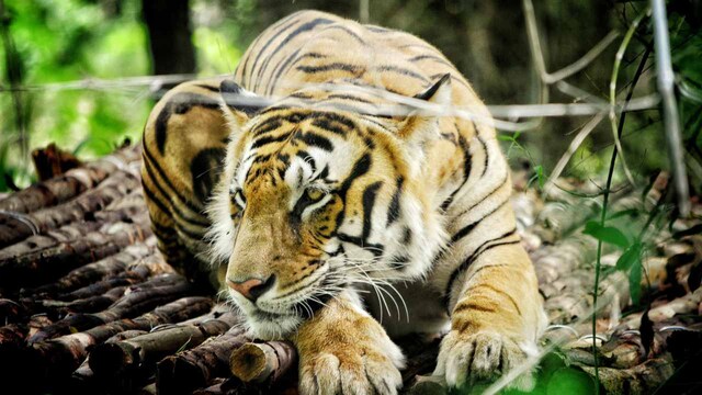 International Tiger Day 2019: For India, talking tiger conservation is more crucial now than ever International Tiger Day 2019: For India, talking tiger conservation is more crucial now than ever